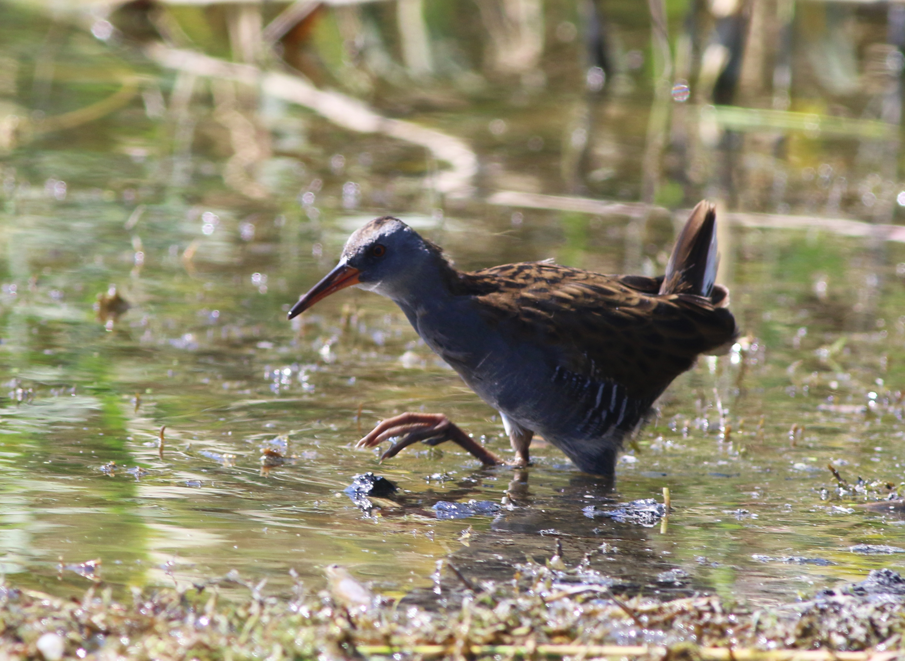 Water Rail